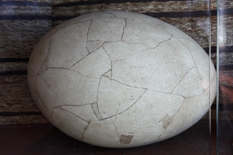 elephant bird egg